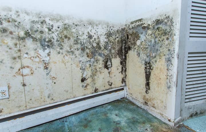 residential mold removal experts in St. Paul